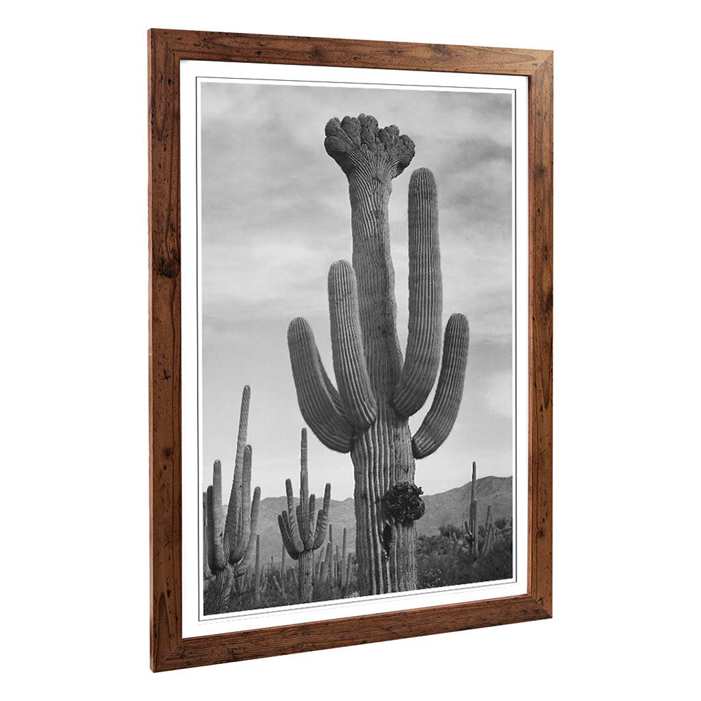 Big Box Art Framed Print of Ansel Adams Cactus in Saguaro 2 in Arizona Design | Wall Art Picture | Home Decor for Kitchen, Living Room, Bedroom, Hallway, Walnut, A2 / 24.5x18 Inch / 62x45cm