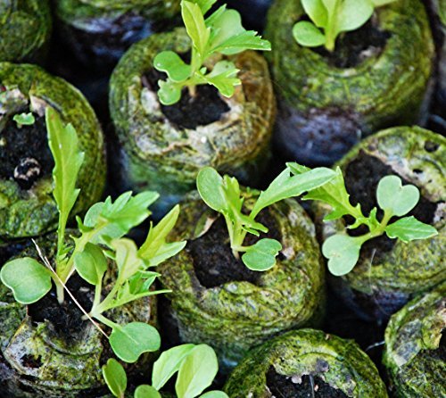 DIY Garden Kit for Kids - Learn How to Grow Your Own Vegetables and Flowers with Supplies from Grow and Make!