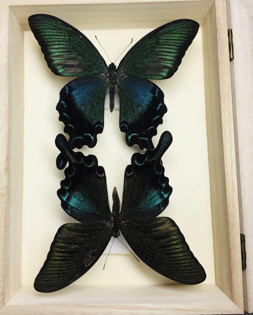 【標本☆アゲハ】アンティーク・ガラスドーム 71sZfoNGx4L._AC_UF350,