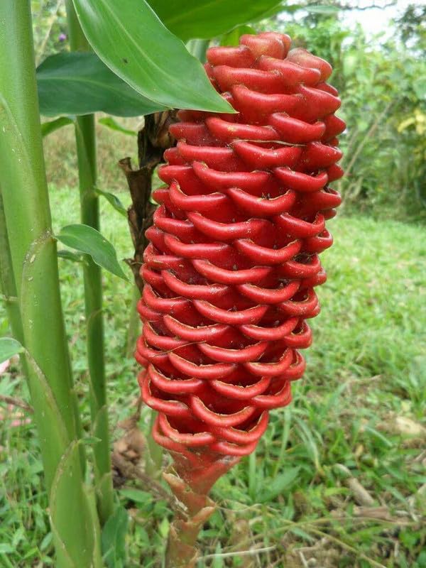 Ritz Farming® Shampoo ginger lily flower bulbs Shampoo ginger lily