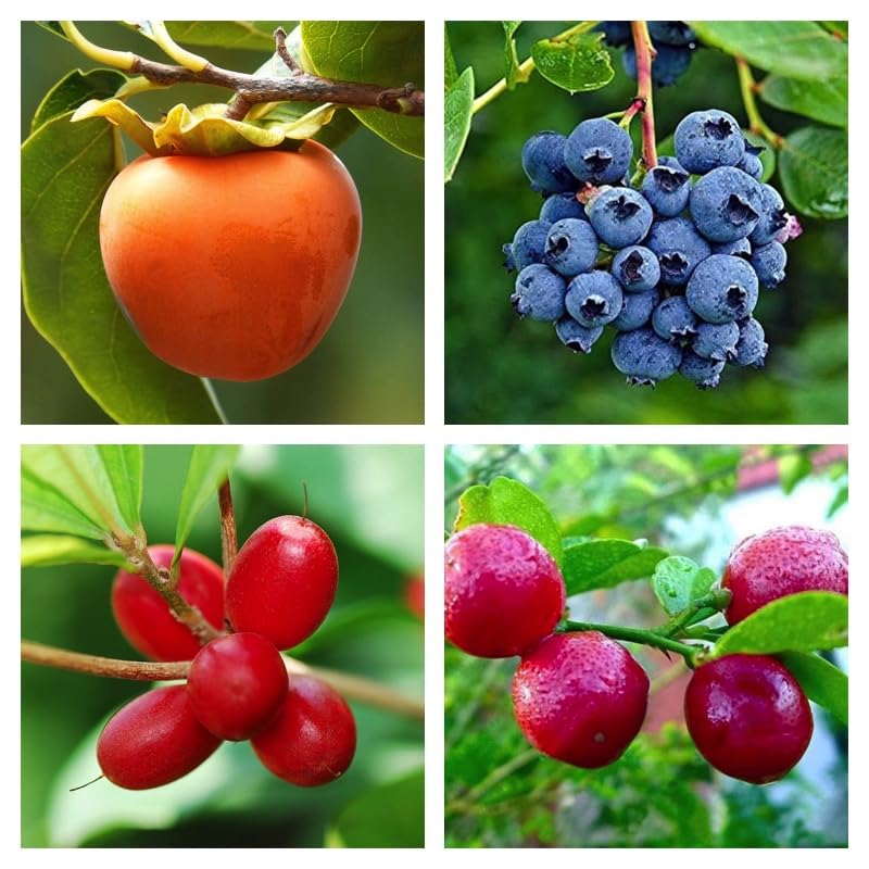 Royal Paradise Garden Rare Common Persimmon + Blueberry +Miracle Fruit +Red Lemon Tropical Fruit 4 Live Plant (1 Plant Each) Healthy PLant Combo