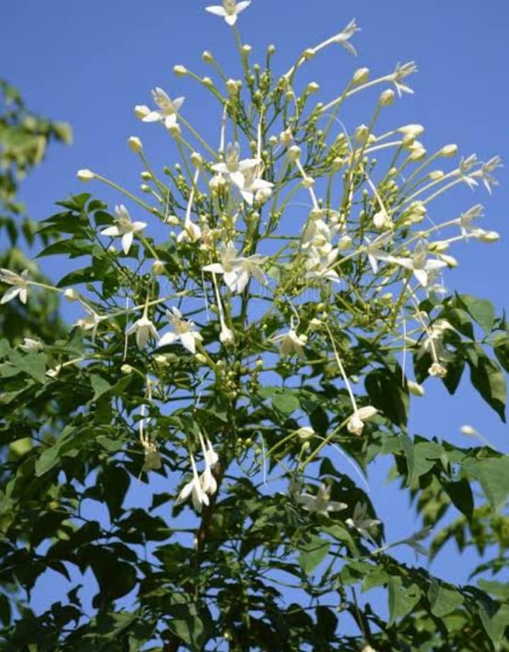 Minnal Traders Millingtonia Hortensis, Tree Jasmine, Indian Cork Plants - Live Plants 1 No. (B09YNQR65C) Amazon Price History, Amazon Price Tracker