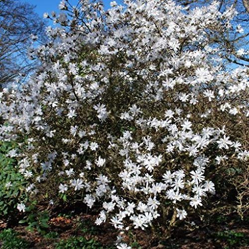Magnolia stellata [Vaso Ø21cm]