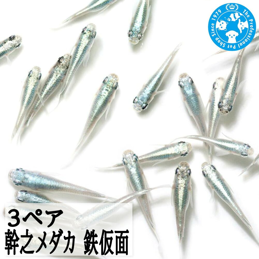 Amazon | （めだか）幹之メダカ 鉄仮面（3ペア） | CHARM | 観賞魚