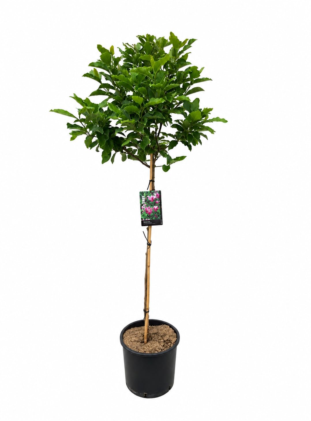 Magnolia giapponese ad alberello "Magnolia soulangeana Susan" pianta in vaso ø33 cm h 170/200 cm Vivaio di Castelletto