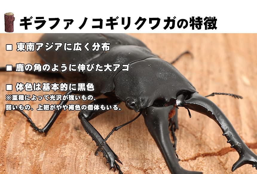 Amazon | 【販売 むしや本舗】ギラファノコギリクワガタ 成虫 オス単品