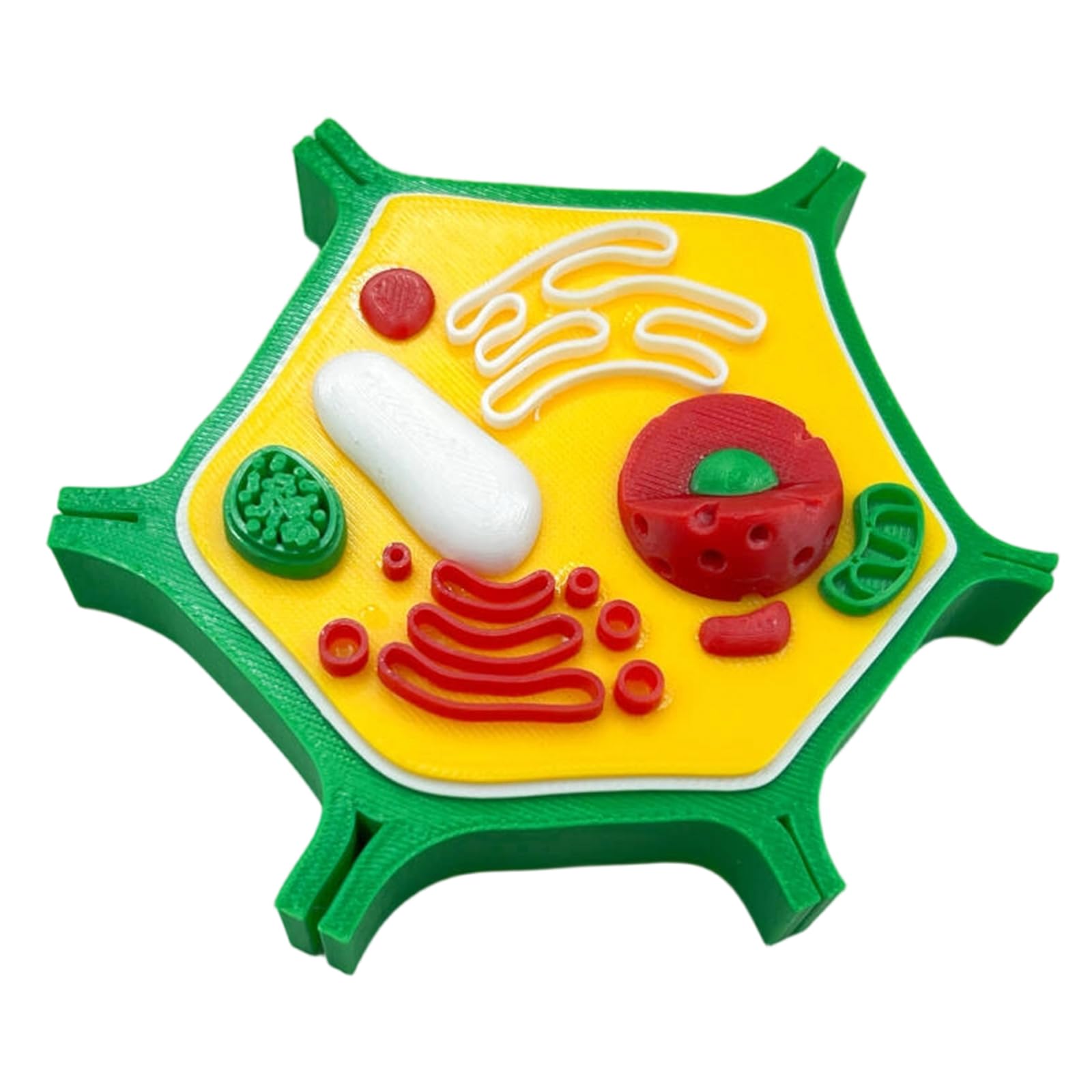 Modelo anatómico de células vegetales de animales, biología, aula, enseñanza, animal y modelo para ayuda de enseñanza de laboratorio