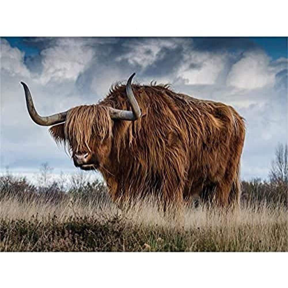 Scottish Highland Cow Coo Wall Art Print