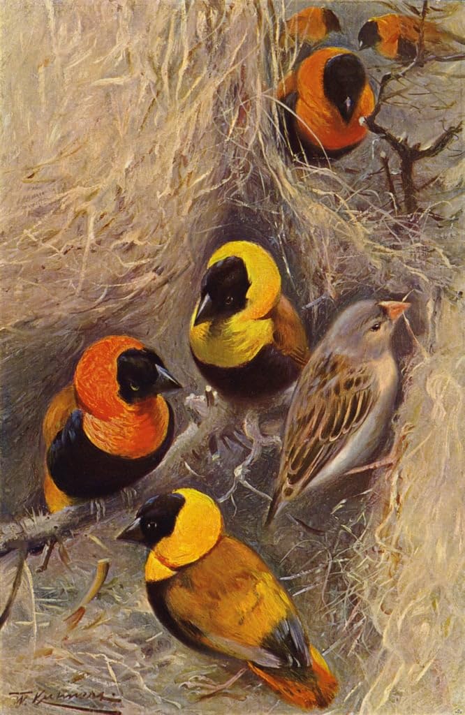 Cuadro de pájaros tejedores 60x90cm para dar un toque cálido a tu dormitorio 5