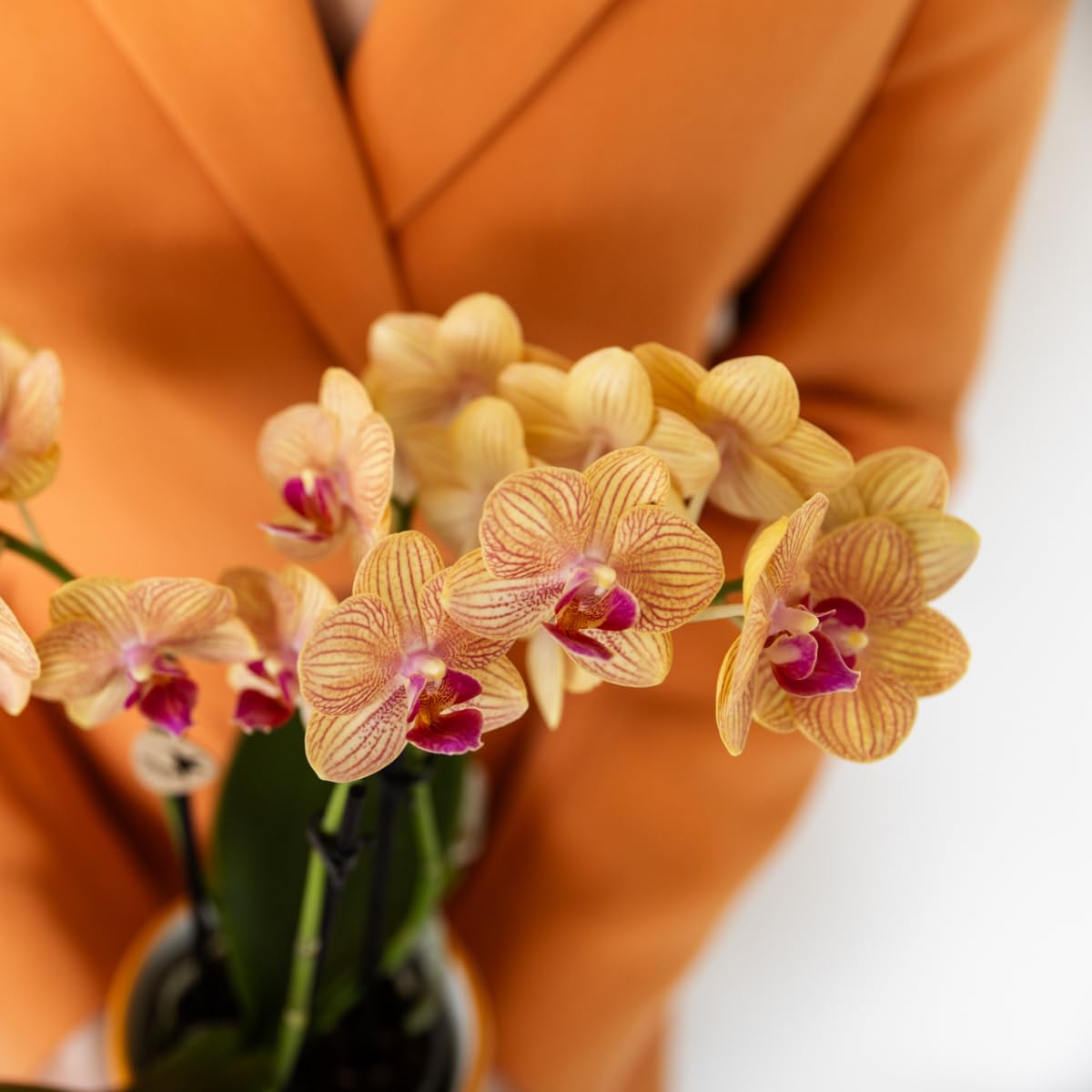Phalaenopsis Orchidée Bolzano Pot Rayures Peintes 9 cm Plante d'Intérieur