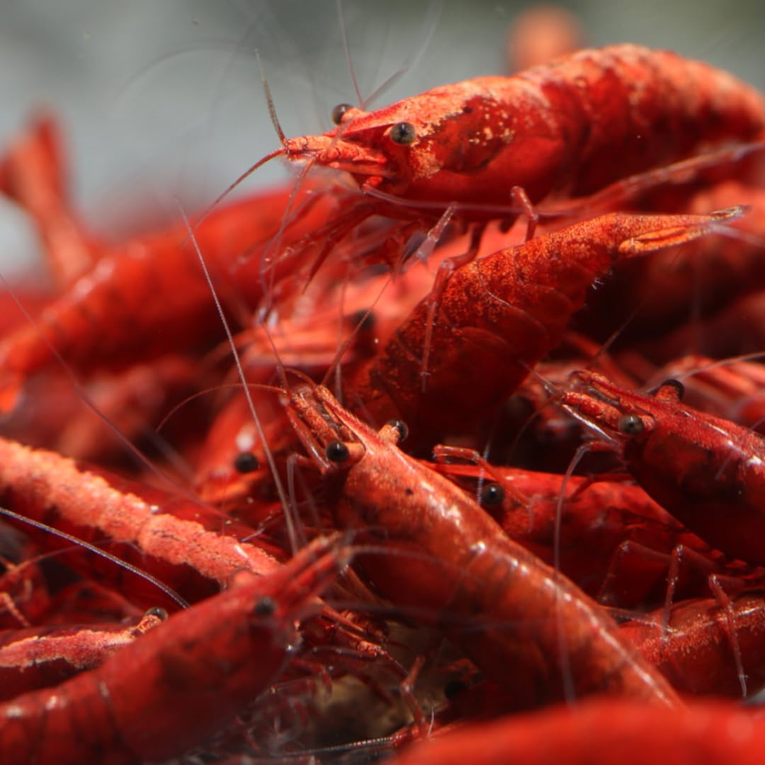 Swimming Creatures™ Premium Neocaridina Shrimp – Freshwater Aquarium Shrimp (20, Premium FIRE RED)
