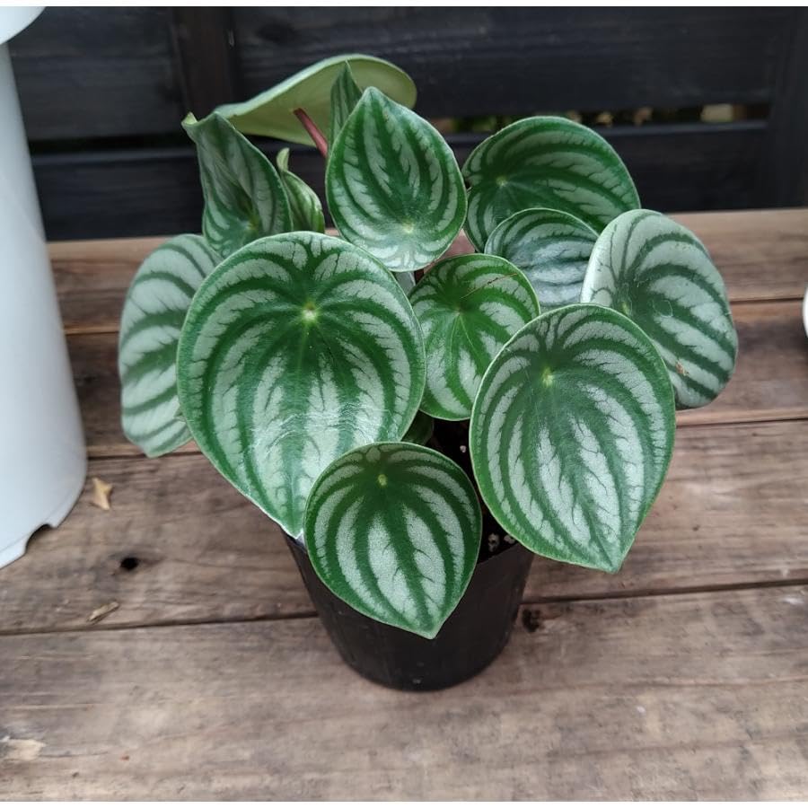 Amazon｜観葉植物 ペペロミア アルギレイア サンデルシー スイカペペ