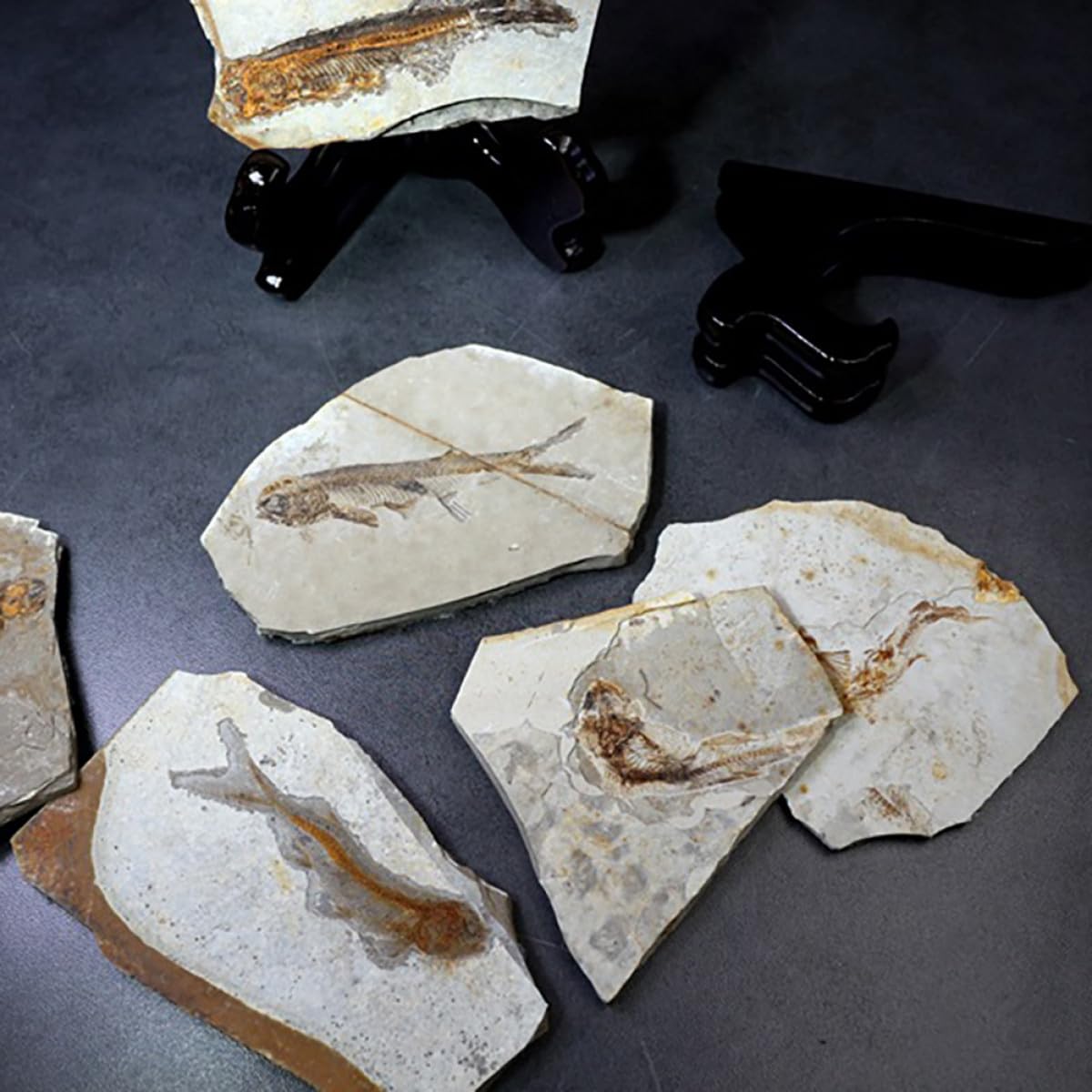 Cabilock Fósil de Pez Prehistórico Paleontológico 7-15 Cm Decoración Educativa para Laboratorio Práctica Docente Muestra Científica Modelo Didáctico de Aula Estilo Aleatorio