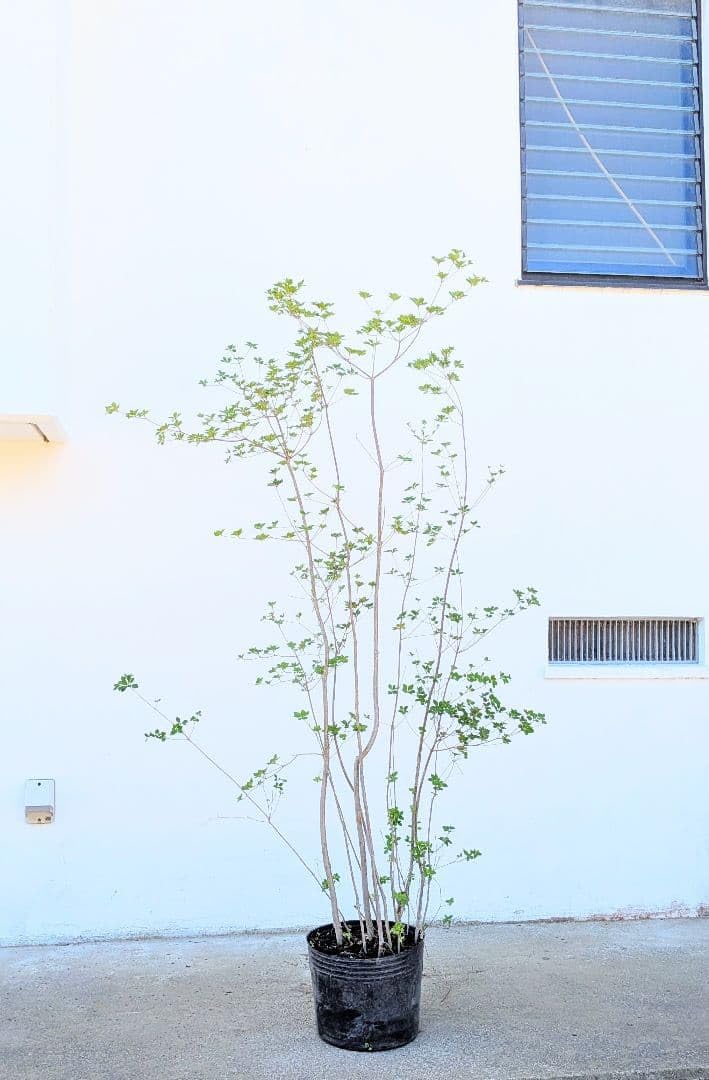 Amazon.co.jp: 山採り鉢植え 天然ドウダンツツジの根巻き苗 : DIY