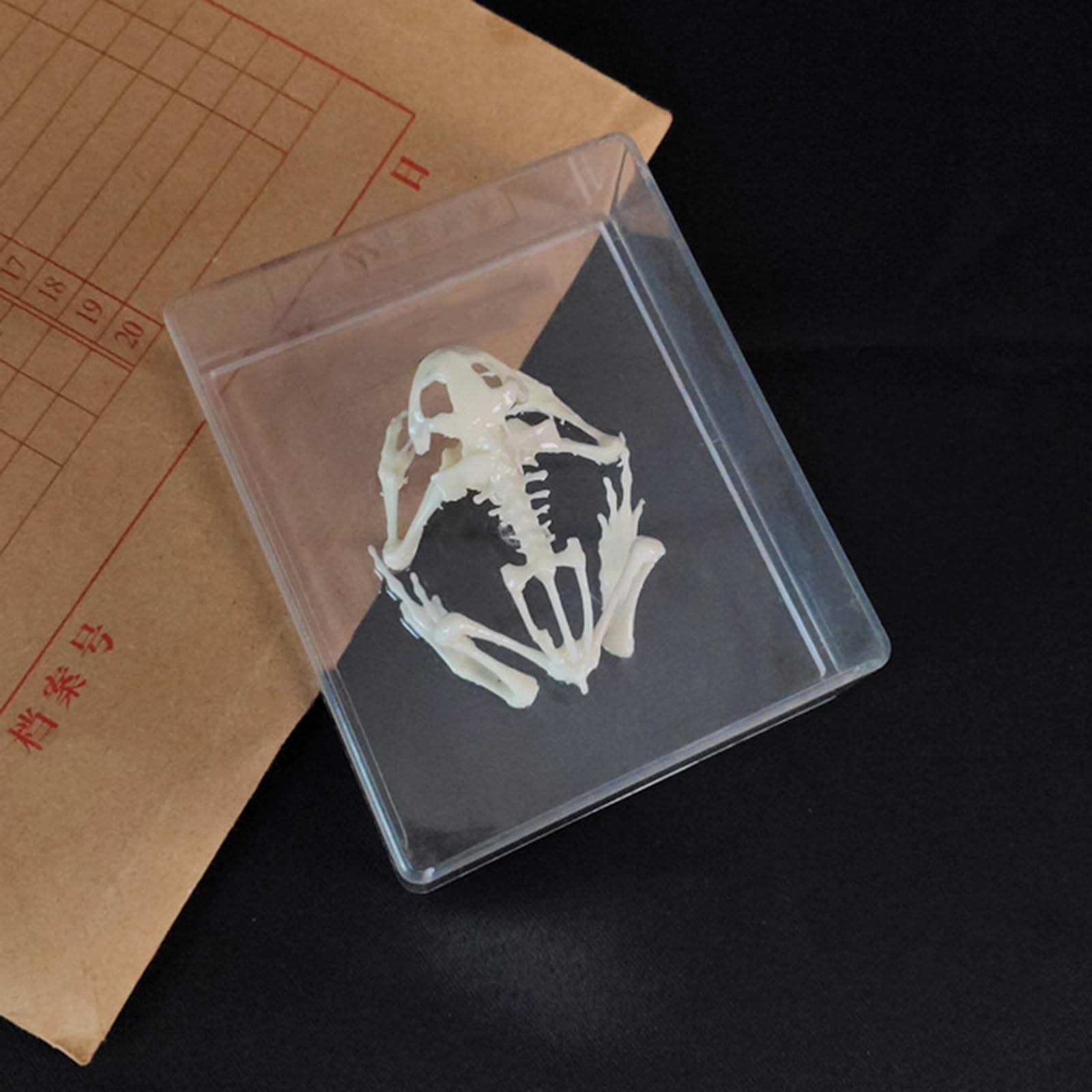 Froschskelett Natürliches Knochenmodell - Transparentes Harz Tierskelett Einbettungsprobe - Echtes Froschskelett Wissenschaft Bildung Tieranatomie Exemplare,B,45mm