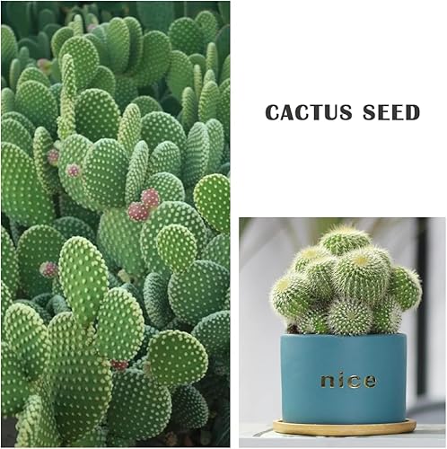 Miniatura 3 de Semillas de cactus para plantar semillas de cactus suculentas raras para plantar, planta ornamental bonsái, semillas polinizadas abiertas sin OMG
