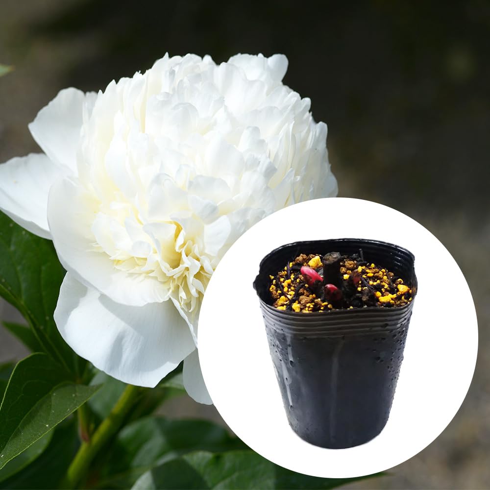 Amazon.co.jp: 選べる「 シャクヤク (芍薬) ポット苗 」12cmポット