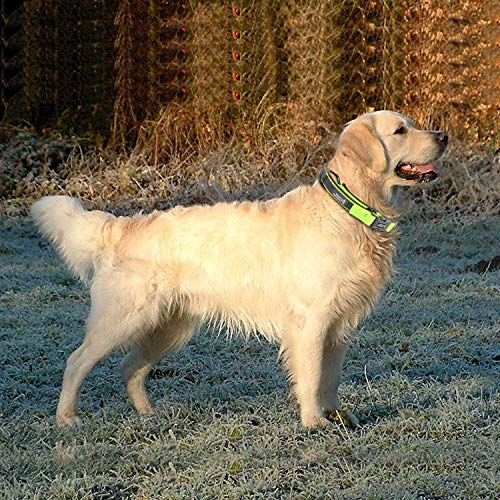 HAPPY HACHI Collare per Cane Riflettente Collari