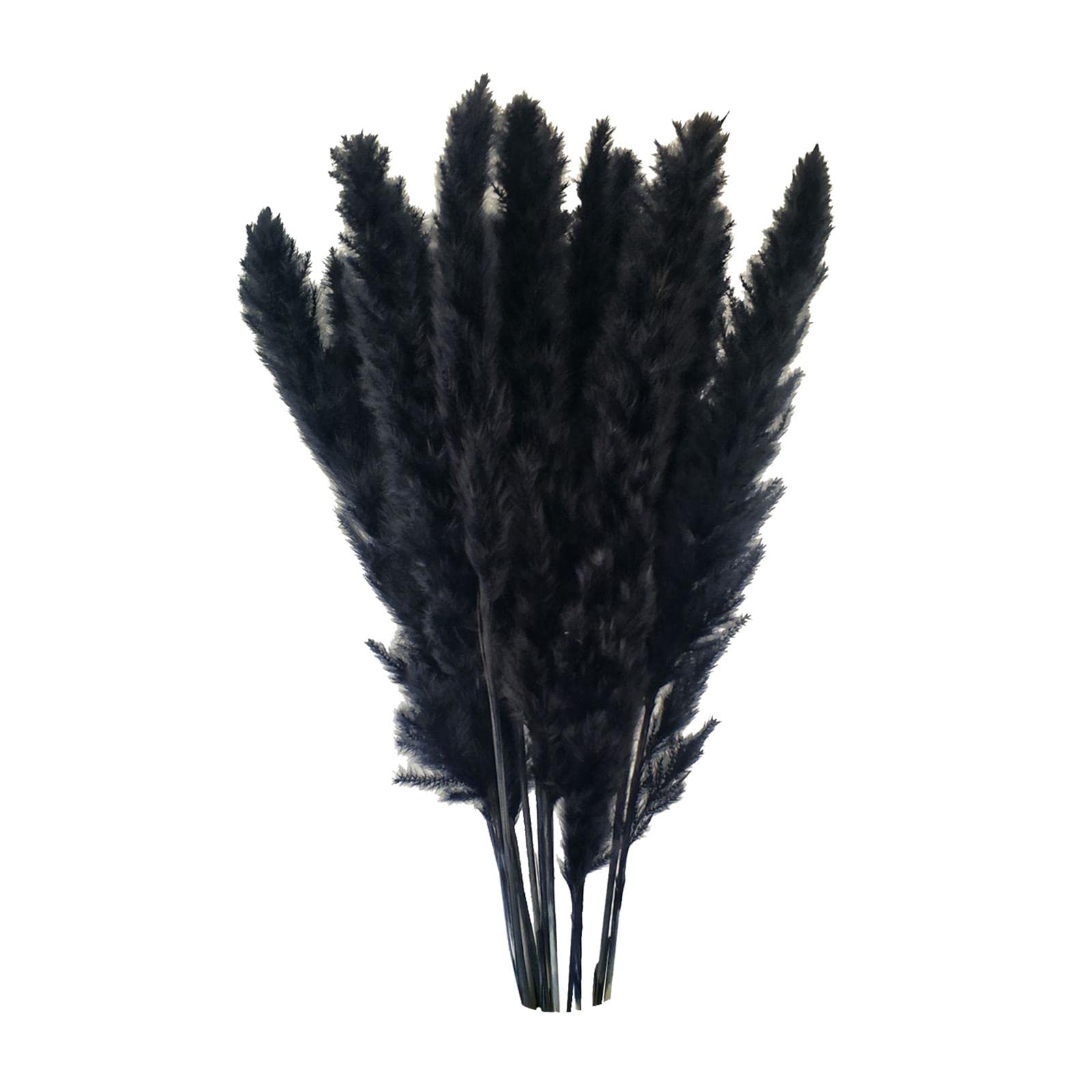 ATORSE 15x Dried Pampas Grass Phragmites Reed Flower Bunch Home Wedding Decor Gift Black-image-36