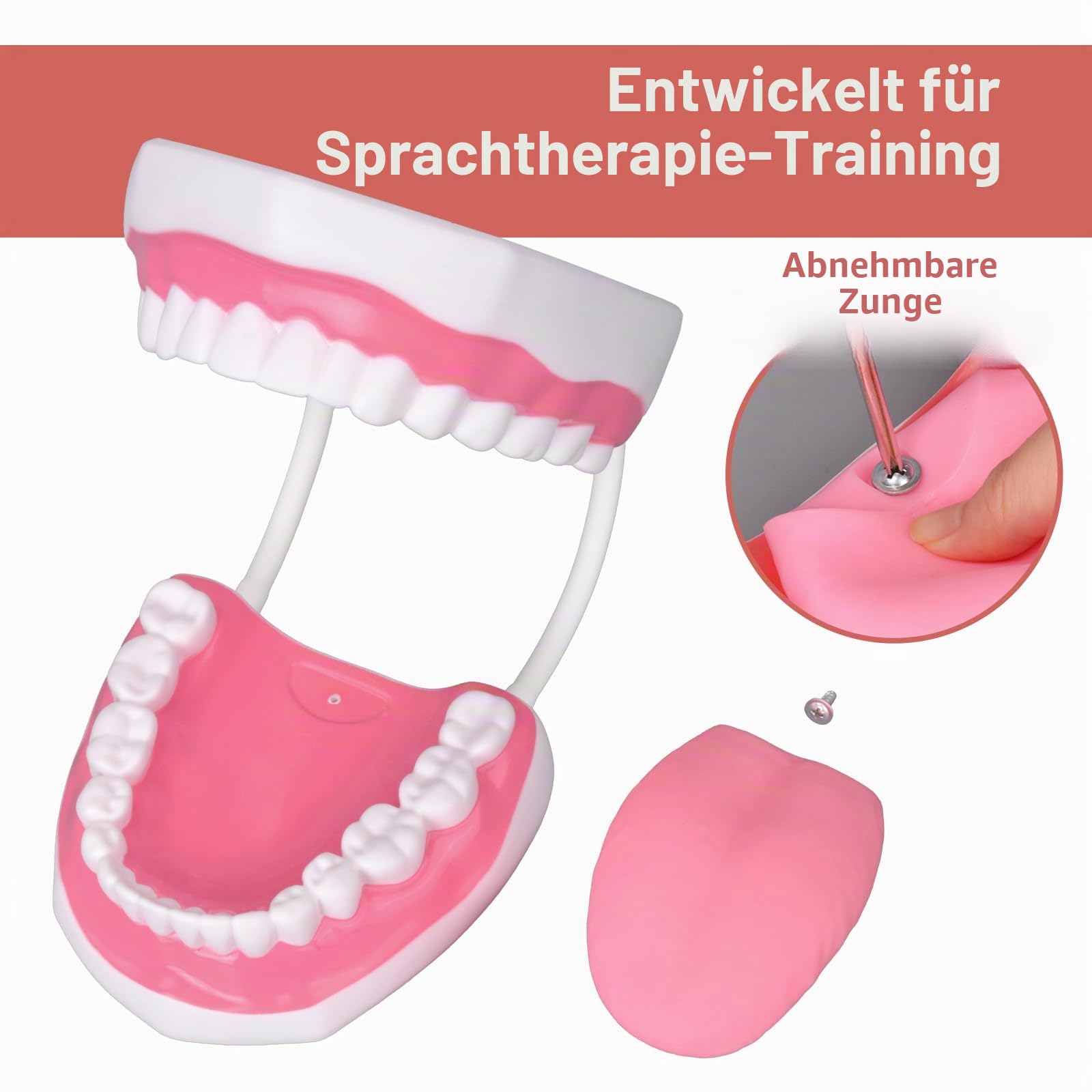 Ultrassist Zahnmodell für Sprachtherapie, Zähne Modell Lehrmodell für Kinder, Dental Zubehör