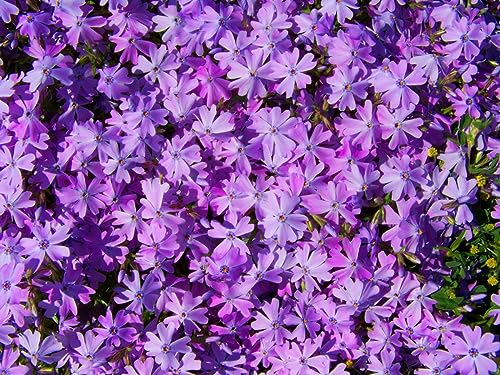 Pilestone Ground-Cover Plants - Creeping Phlox/Moss Phlox + Subulata in 4 Pot