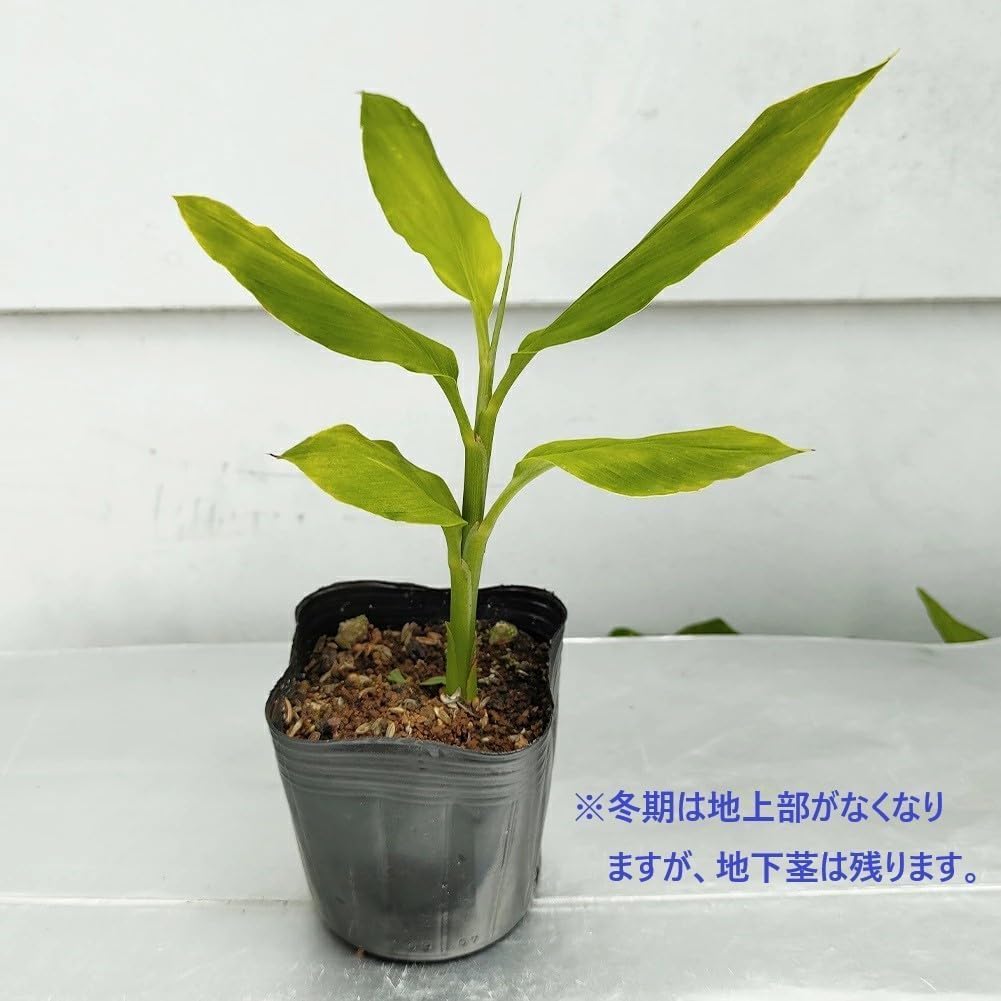 Amazon.co.jp: 野菜苗 ミョウガ 茗荷 2鉢セット 3号（2芽以上） 【お
