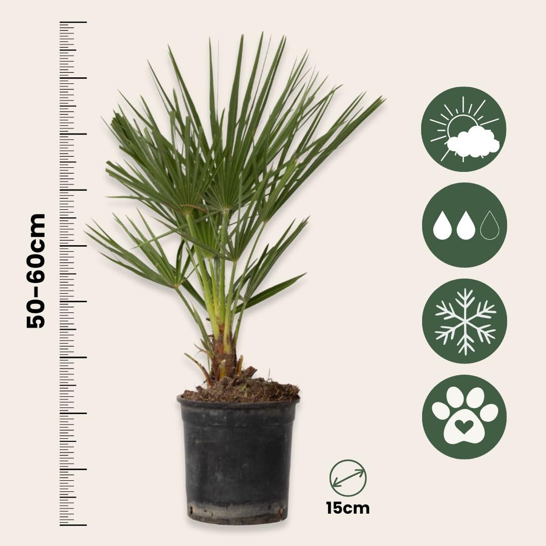 Plant in a Box - Chamaerops Humilis - Palma a ventaglio europea - Resistente - Vaso 15cm - Altezza 50-60cm