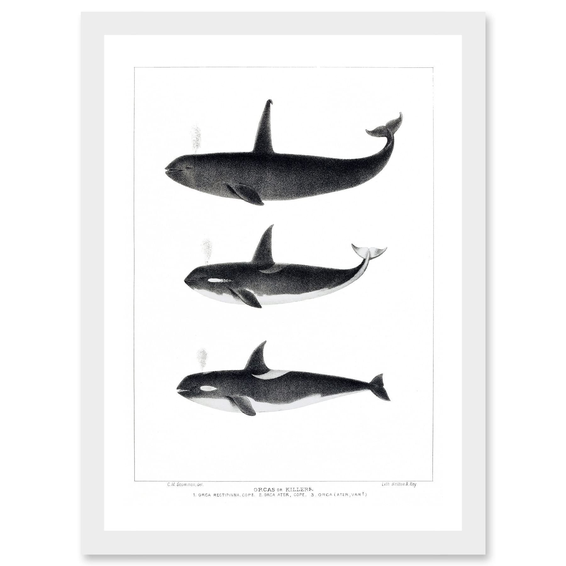 Wee Blue Coo Orca Killer Whales Nature Ocean Sea Life Artwork Framed Wall Art Print A4