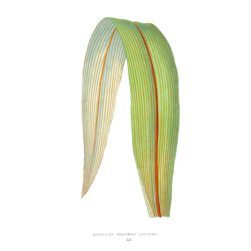 Wee Blue CooWee Blue Coo Leaf Cordyline Dracaena Divisa Art Print Poster Wall Decor 12X16 Inch