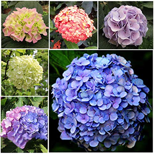 10 Mixed Hydrangea Flowers Seeds