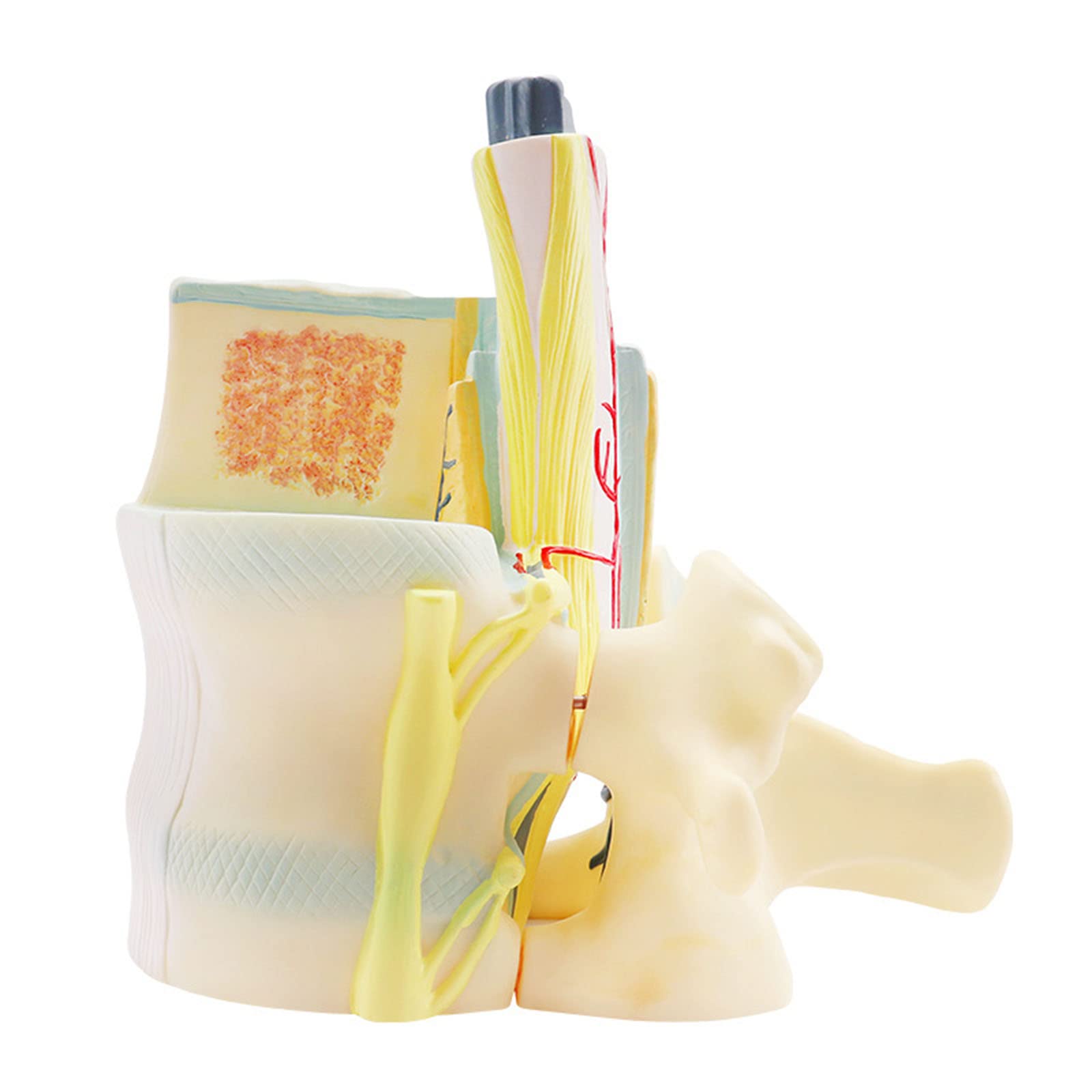 GTHTUHFD Human Lumbar Spine Model Spine Demo Mode Medical Teaching Model For Medical Teaching