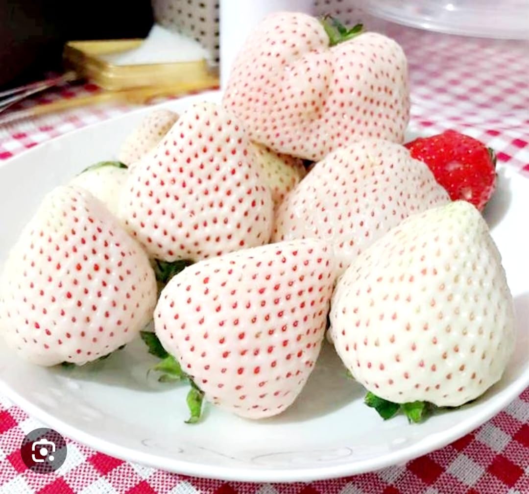 strawberryページ 200 Seeds Strawberry Seeds, Non GMO for Hydroponics