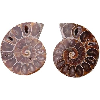 Fossil Specimen Ammonite Fossil from Madagascar 2 Pieces Natural Natural Specimen Shell Professor Diameter 4cm Diameter 4cm