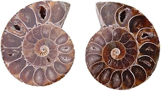 Akozon Ammonite Fossil Specimen, 2Pcs Ammonite Fossil Specimen Shell Madagascar Stones and Minerals for Basic Biological Science Education (4cm in Diameter)