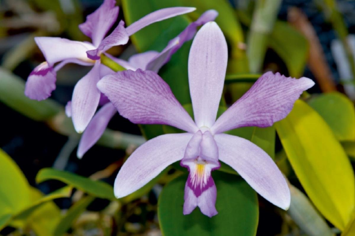 Premium Textil-Leinwand 90 x 60 cm Quer-Format Cattleya violacea rosea anelata | Wandbild, HD-Bild auf Keilrahmen, Fertigbild auf hochwertigem Vlies, Leinwanddruck von Eerika Schulz