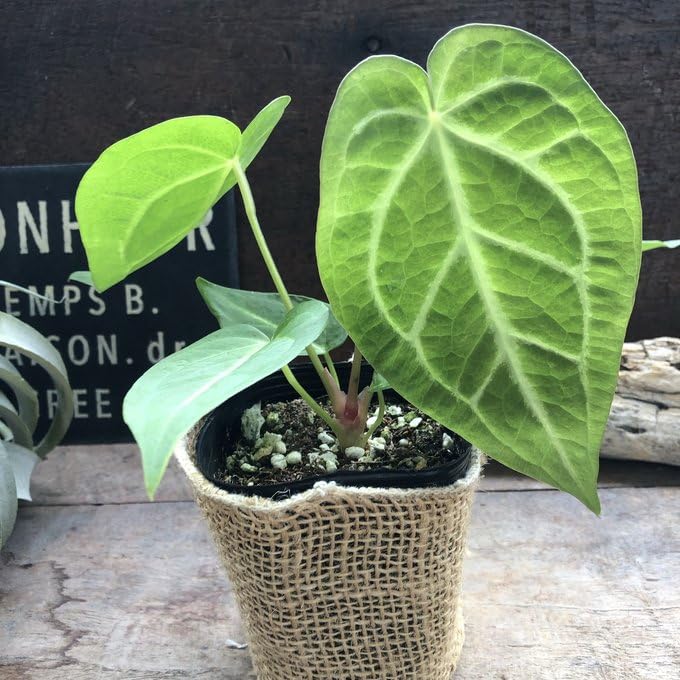 Amazon｜アンスリウム マグニフィカム 観葉植物 ガーデニング