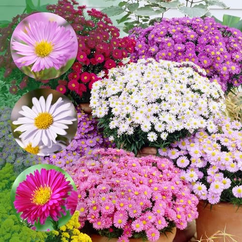 Astern Kollektion (10 wurzelnackte Pflanzen), Mix aus 5 Sorten, 2 von jeder...