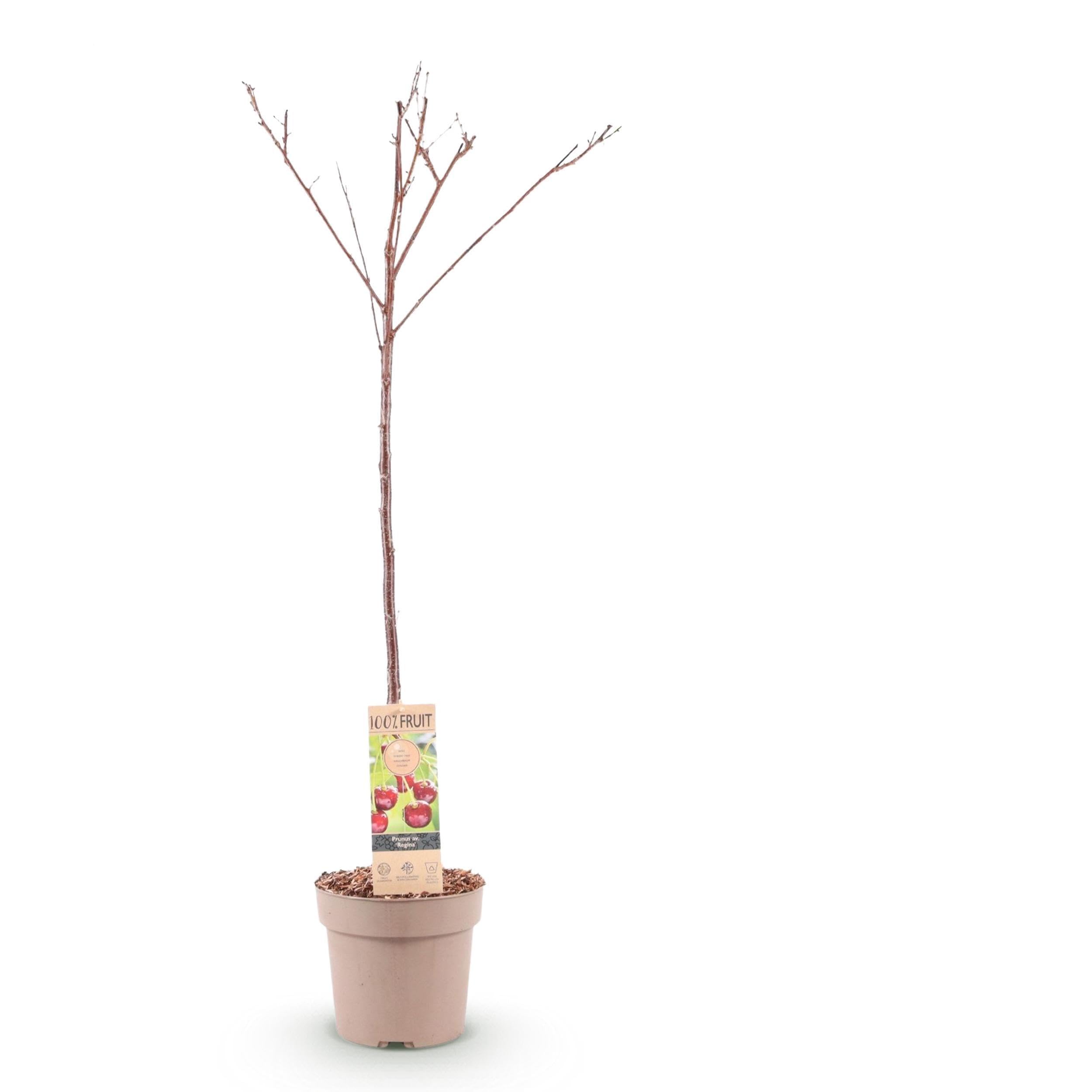 Roślina owocowa - Wiśnia - Prunus avium Regina - Czerwona wiśnia - 80-90cm - Ø21cm - Roślina ogrodowa