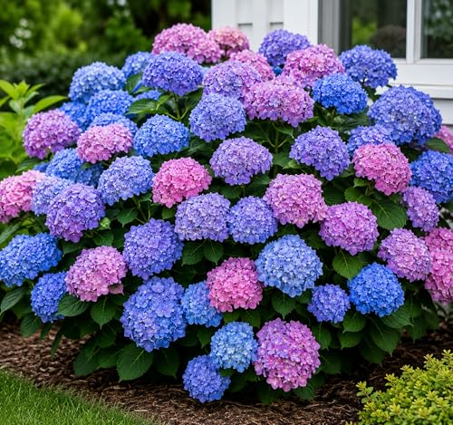 Endless Summer BloomStruck Hydrangea Live Plant Reblooming Blue & Pink Hydrangea Shrub for Outdoor Planting Color-Changing Flower Bush for Gardens & Landscapes (1 Starter Plant)
