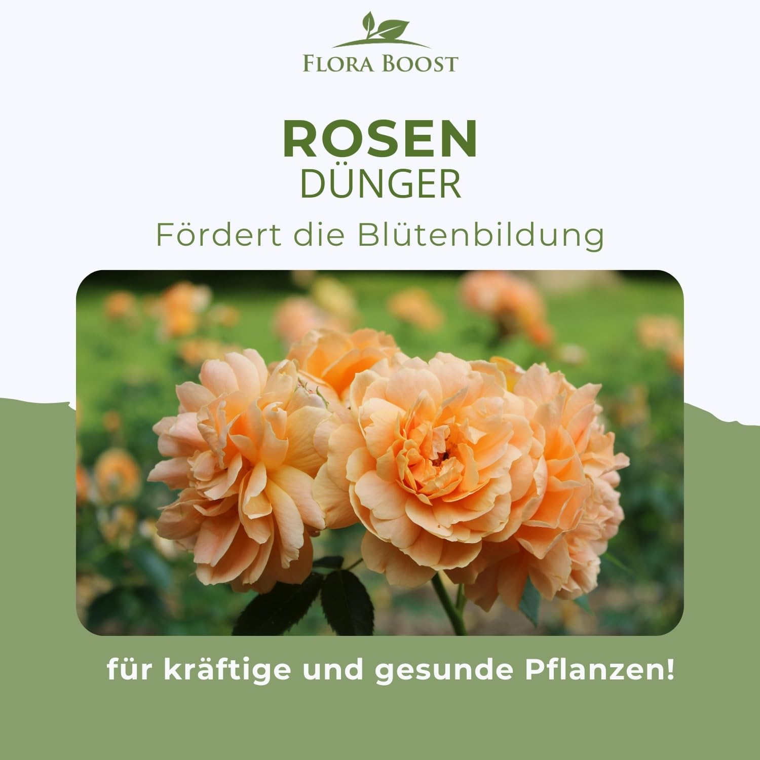 Konfitee Rosen Dünger Flora Boost 500ml I Für bis zu 100L Gießwasser I Langzeitdünger für alle Arten von Rosen geeignet I Flüssiger Blatt- & Wurzeldünger I 100% natürlicher Pflanzendünger