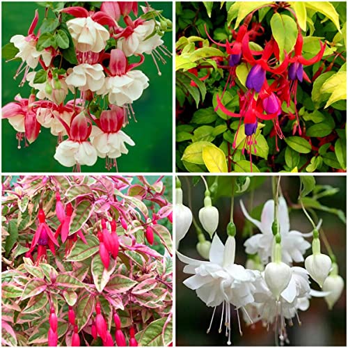 GrowOn Shrubs [x4] Hardy Fuchsia Collection | Variety-Pack | Deciduous Shrubs | Outdoor Garden Ready Plants | Summer Flowering | Red Pink Purple White Flowers