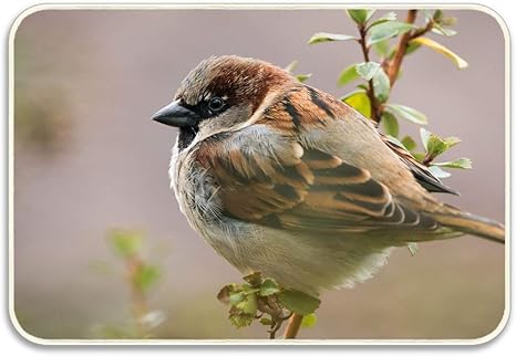 Amazon 玄関マット ラバーマット ドアマット50 80cm かわいいスズメの鳥 玄関マット オンライン通販 Amazon 玄関マット ラバーマット ドアマット50 80cm かわいいスズメの鳥 玄関マット オンライン通販