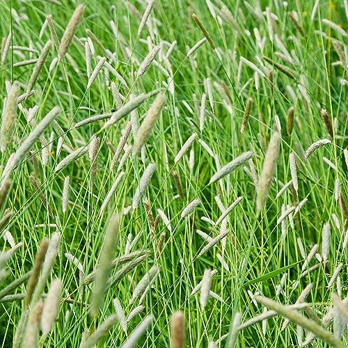 10 lb. Timothy (Climax) Seed, Cover Crop, Deer/Wildlife Food Plot Seed, Hay Production