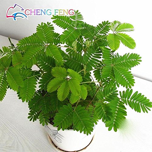 Hot Sales 30pcs Bashful Grass Seeds Mimosa Pudica Linn Foliage | Desertcart  Botswana
