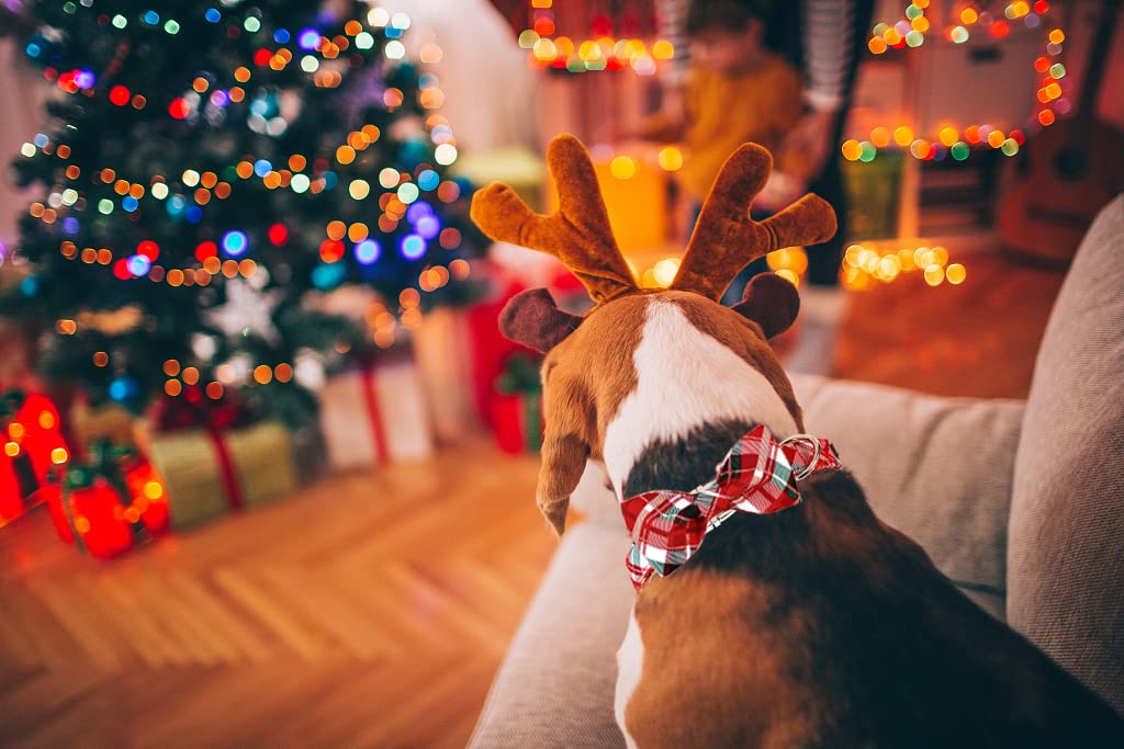 Lovelyshop Hundehalsband Mit Fliege – Rot, Champagnerfarbene Fliege, Verstellbar, Für Weihnachten & Feste