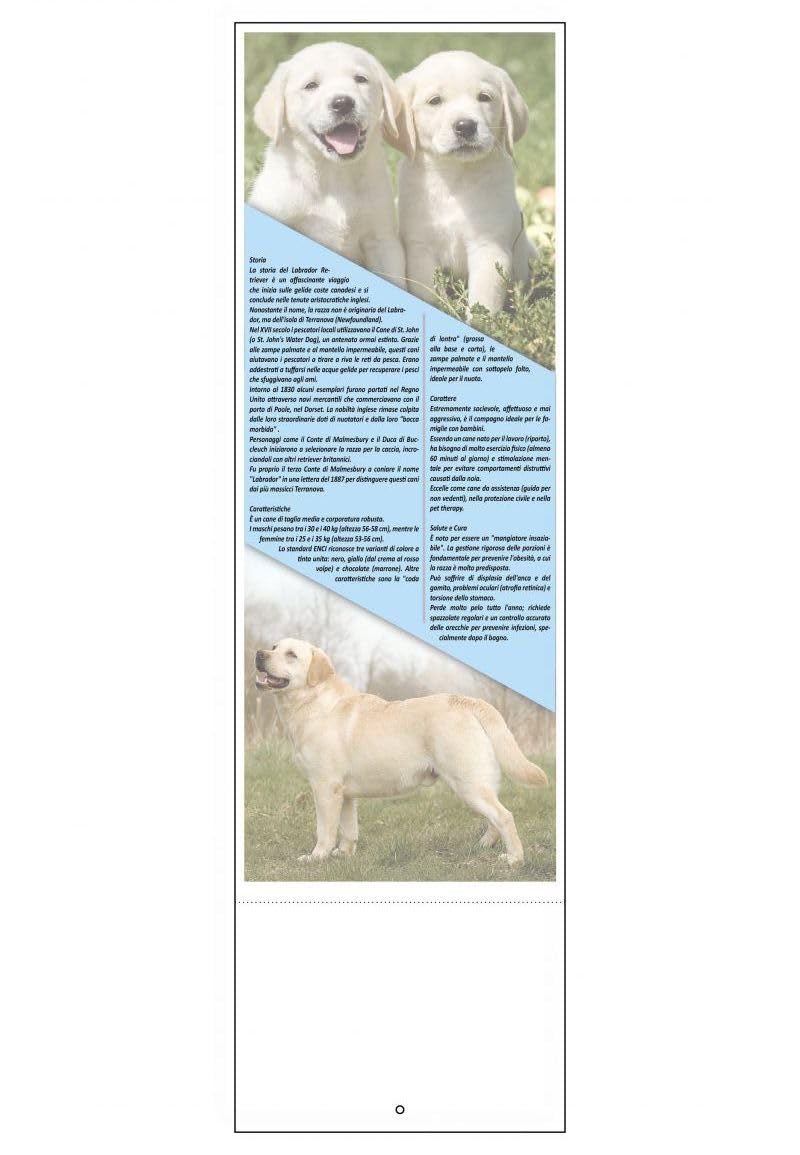 100 Calendari Da Parete 2027 - Calendario trimestrale cani e gatti - cm 14x47 - personalizzati con logo - Personalizzabile - Collezione 2027-100 pezzi