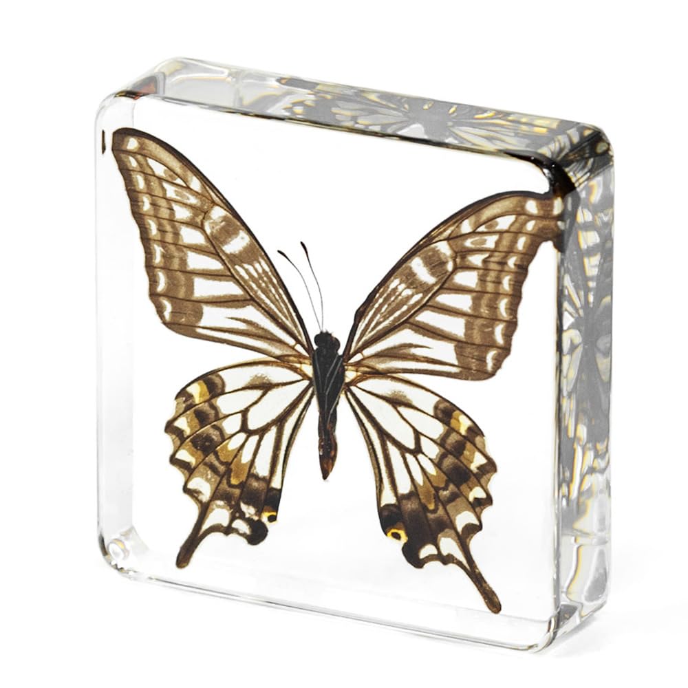 Large Real Butterfly Specimen in Resin, Genuine Resin Butterflies Framed Display for Taxidermy, Oddities, Biology, Sciencem, Home Decor, School Education (Butterfly-B) โ image 1