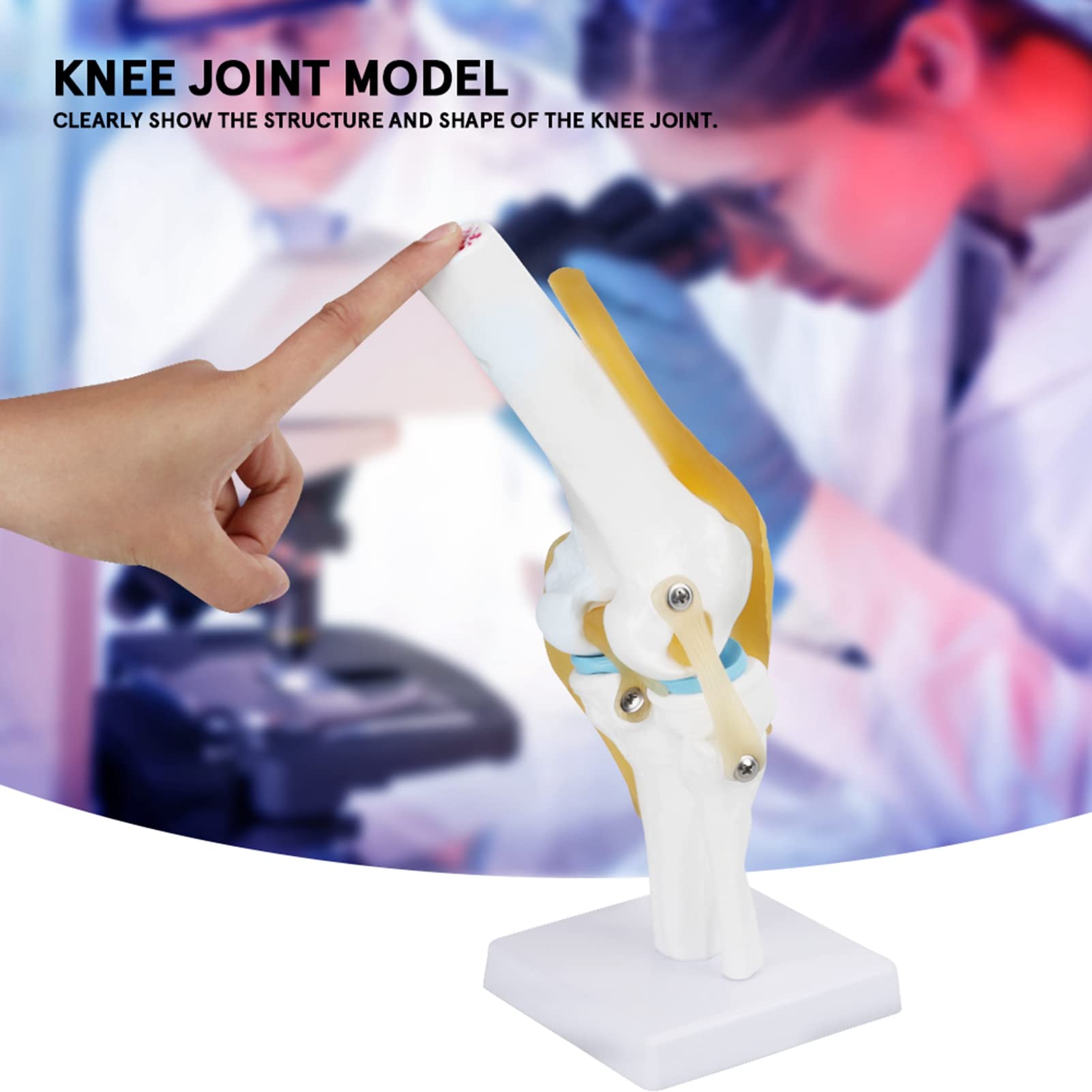 QANYEGN Human Knee Anatomy Model, Knee Joint Model, Anatomical Knee Joint for Doctors Office, Classroom Demonstration, Study