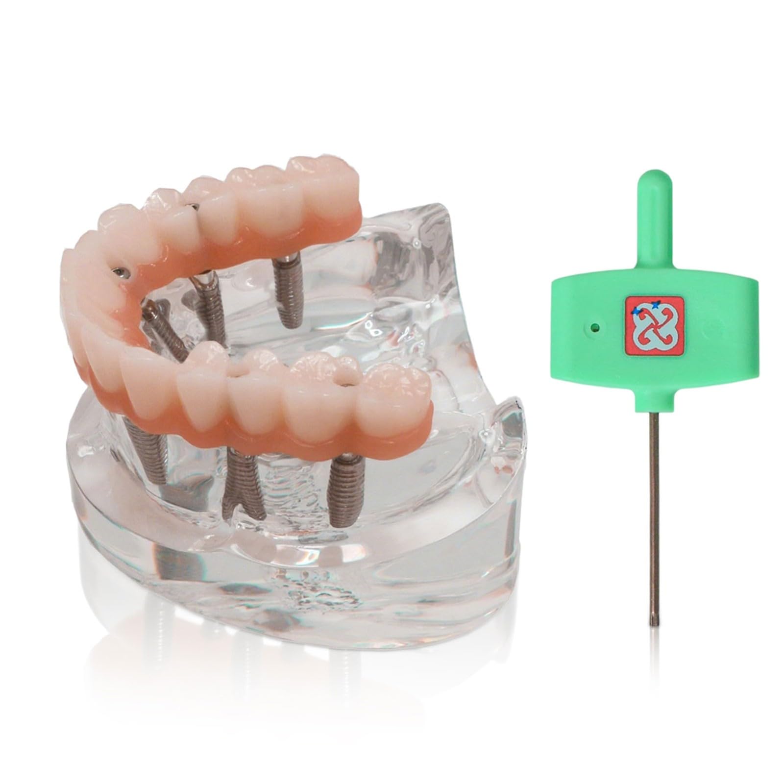 Modelo de implante dental de doble arco. Sistema de entrenamiento de sobredentadura All-On-6 y All-On-4. Bases transparentes para maxilar y mandíbula