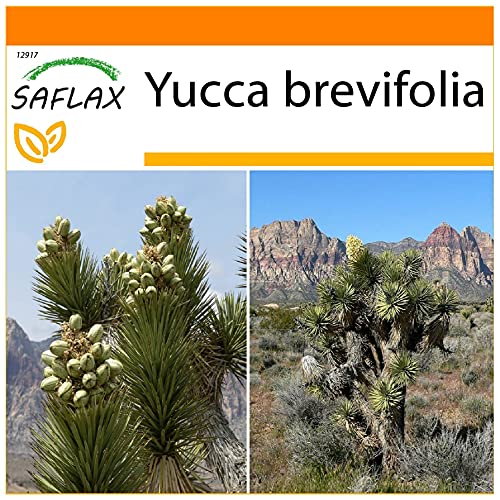 SAFLAX - Garden in The Bag - Joshua Tree - 10 Seeds - Yucca brevifolia